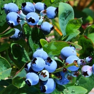 Top Hat Dwarf Blueberry 4 to 6 inch Live Starter Plant Blueberry Plant ‘Top Hat’ Vaccinium High Bush Live Plant
