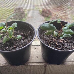 May include: Two black plastic nursery pots containing small green plants with serrated leaves. The soil in the pots is dark and contains wood mulch. The plants have thin stems and are positioned side by side in front of a window screen.