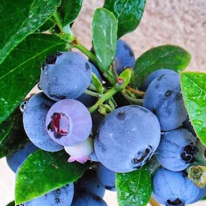 Emerald Blueberry 4 to 6 inch Live Starter Blueberry Plant &quot;Vaccinium&quot; Southern Highbush Live Plant