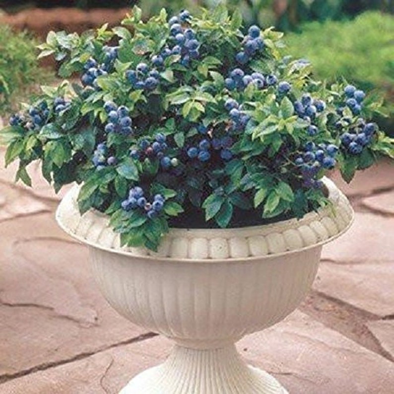 Top Hat Dwarf Blueberry 4 to 6 Inch Live Starter Plant Etsy