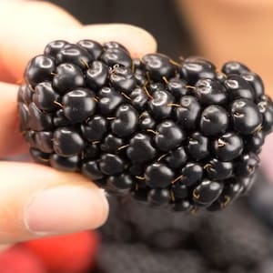 Big Daddy Blackberry 4 to 6 inch Live Starter Plant Thornless Blackberry Bush Live Plant Sweet Baby Fruit Shrub