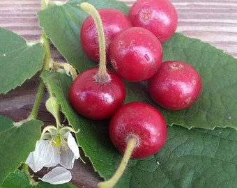 Jamaican Strawberry/Cherry Tree "Muntingia Calabura" 6 to 8 inch Live Starter Sweet Fruit Baby Plant