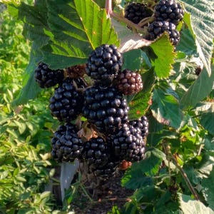 Puede incluir: Un racimo de moras maduras de color p&uacute;rpura oscuro que cuelga de una enredadera de hojas verdes. Las bayas est&aacute;n compuestas por peque&ntilde;as drupas redondeadas con una textura brillante. Algunas bayas son negras, mientras que otras muestran un tono marr&oacute;n rojizo.