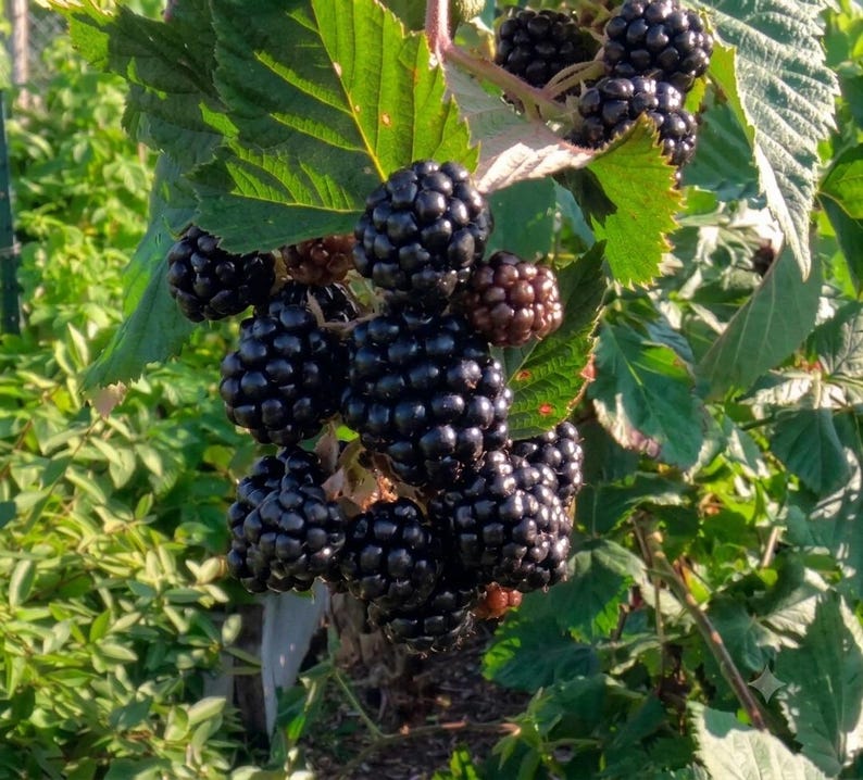 Puede incluir: Un racimo de moras maduras de color p&uacute;rpura oscuro que cuelga de una enredadera de hojas verdes. Las bayas est&aacute;n compuestas por peque&ntilde;as drupas redondeadas con una textura brillante. Algunas bayas son negras, mientras que otras muestran un tono marr&oacute;n rojizo.