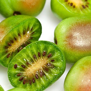 Prolific Kiwi Plant 6 to 8 inch Sweet Kiwi Live Starter Delicious Fruit Baby Tree