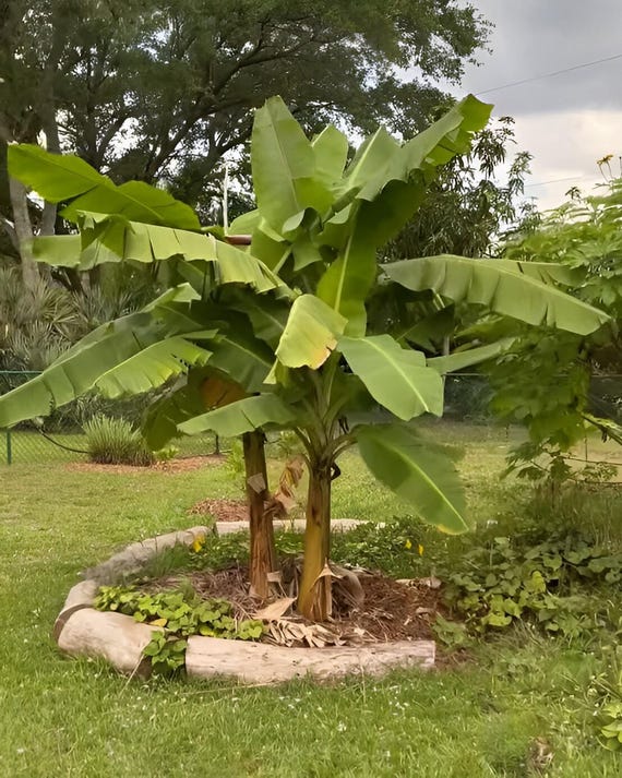 Mona Lisa Banana Musa Acuminata Tree 7 - 8 Inches Live Starter