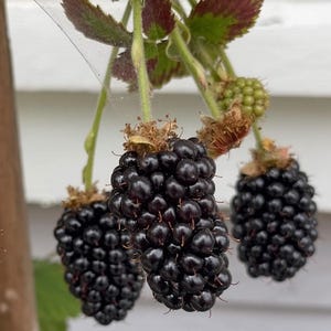 Apache Thornless Blackberry 6 inch Established Starter Live Berry Plant Giant Sweet Fruit Upright No-Trellis Bush