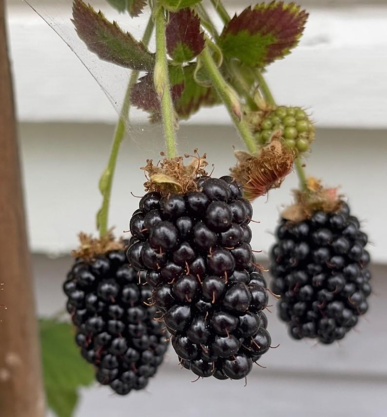 Apache Thornless Blackberry 6 inch Established Starter Live Berry Plant Giant Sweet Fruit Upright No-Trellis Bush image 1