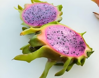 Edgar’s baby dragonfruit 'Hylocereus undatus' 5 to 8 Inch Live Starter Plant