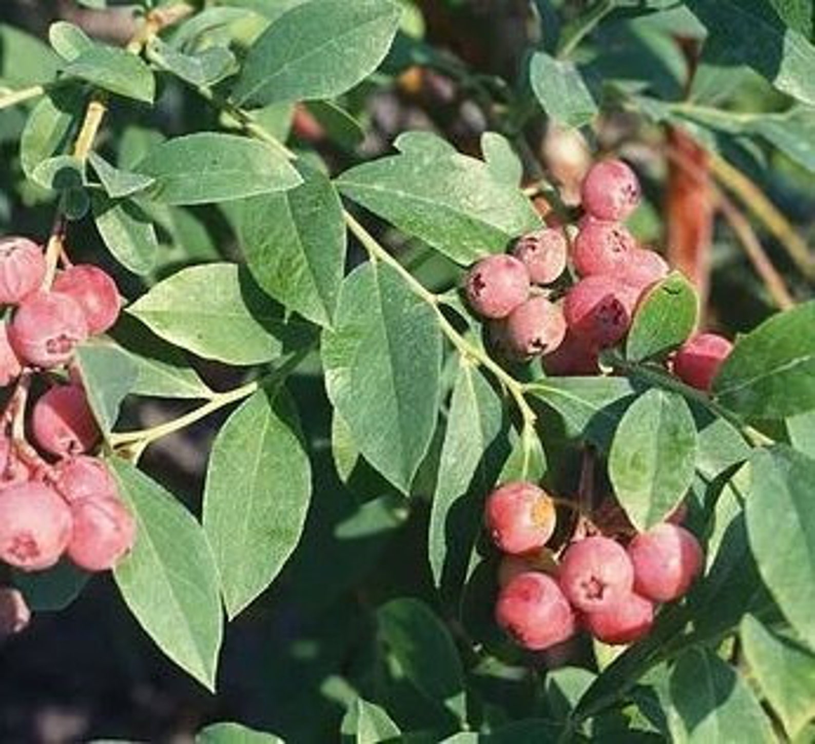 Florida Rose Blueberry 4 to 6 Inch Live Starter Blueberry Plant