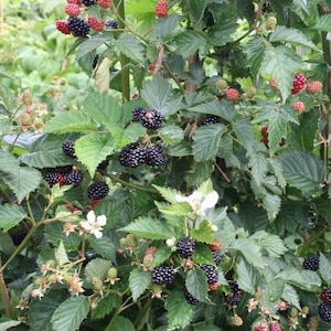 May include: A close-up of a blackberry bush with ripe blackberries and some red berries. The bush is full of green leaves and the berries are growing in clusters.