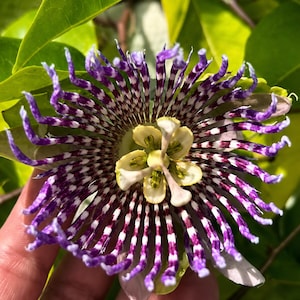 May include: A passion flower featuring a complex structure with numerous thin, radiating filaments colored in deep purple and white bands. The center displays pale yellow, petal-like structures surrounding a central green reproductive organ.