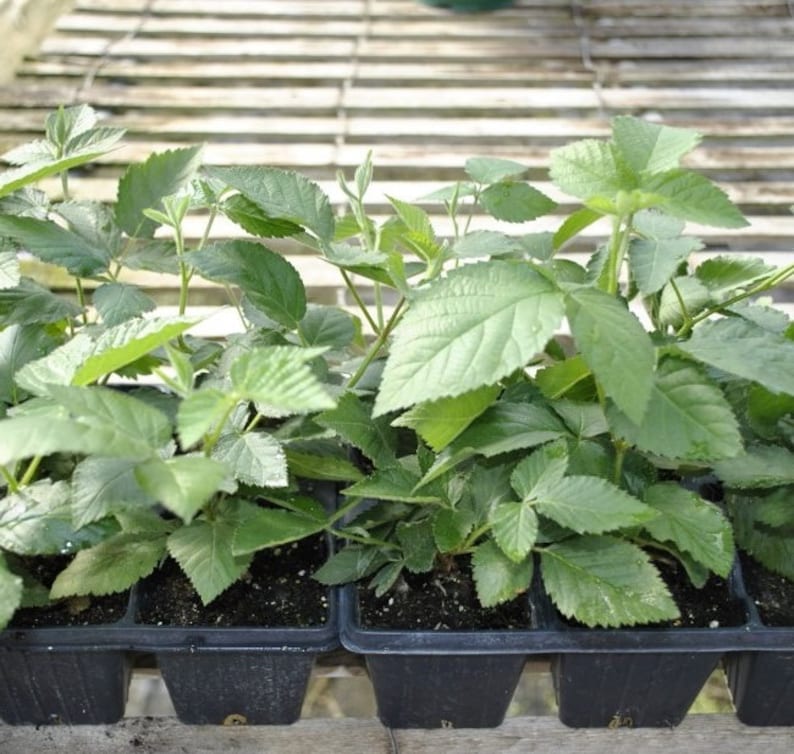 May include: Close-up of six small black pots filled with green leafy plants. The plants are growing in a tray with a wooden surface behind them.