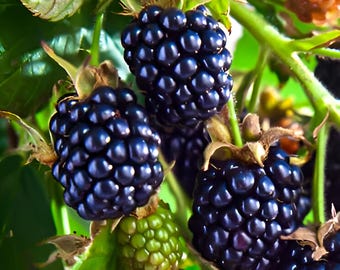 Arapaho Blackberry 4 to 6 Inch Live Plant Thornless Blackberry