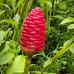 Shampoo Ginger "Zingiber zerumbet" 6 to 8 inch Live Starter Plant Bitter Ginger Herb with 4 inch Pot Or Live Roots for Planting