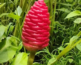 Jengibre para champú "Zingiber zerumbet" Planta joven viva de 6 a 8 pulgadas Hierba de jengibre amargo con maceta de 4 pulgadas O raíces vivas para plantar