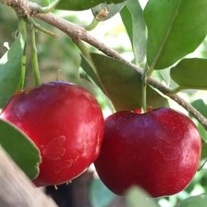 Barbados Cherry 1 foot tall Live Starter Plant &quot;Acerola&quot; Cherry
