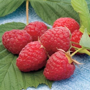 Caroline Red Raspberry 4 to 6 Inch "Rubus Idaeus" Live Starter Sweet and Delivious Baby Fruit Plant