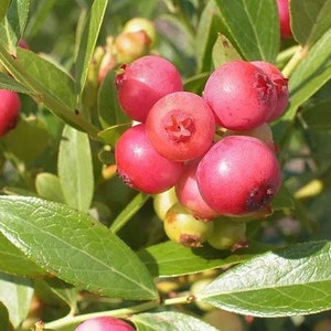 Pink Lemonade Blueberry 4 to 6 inch Live Starter Blueberry Plant &quot;Vaccinium&quot; Live Plant