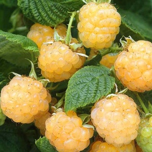 Fall Gold Raspberry 4 to 6 Inch &quot;Rubus Idaeus&quot; Live Starter Plant