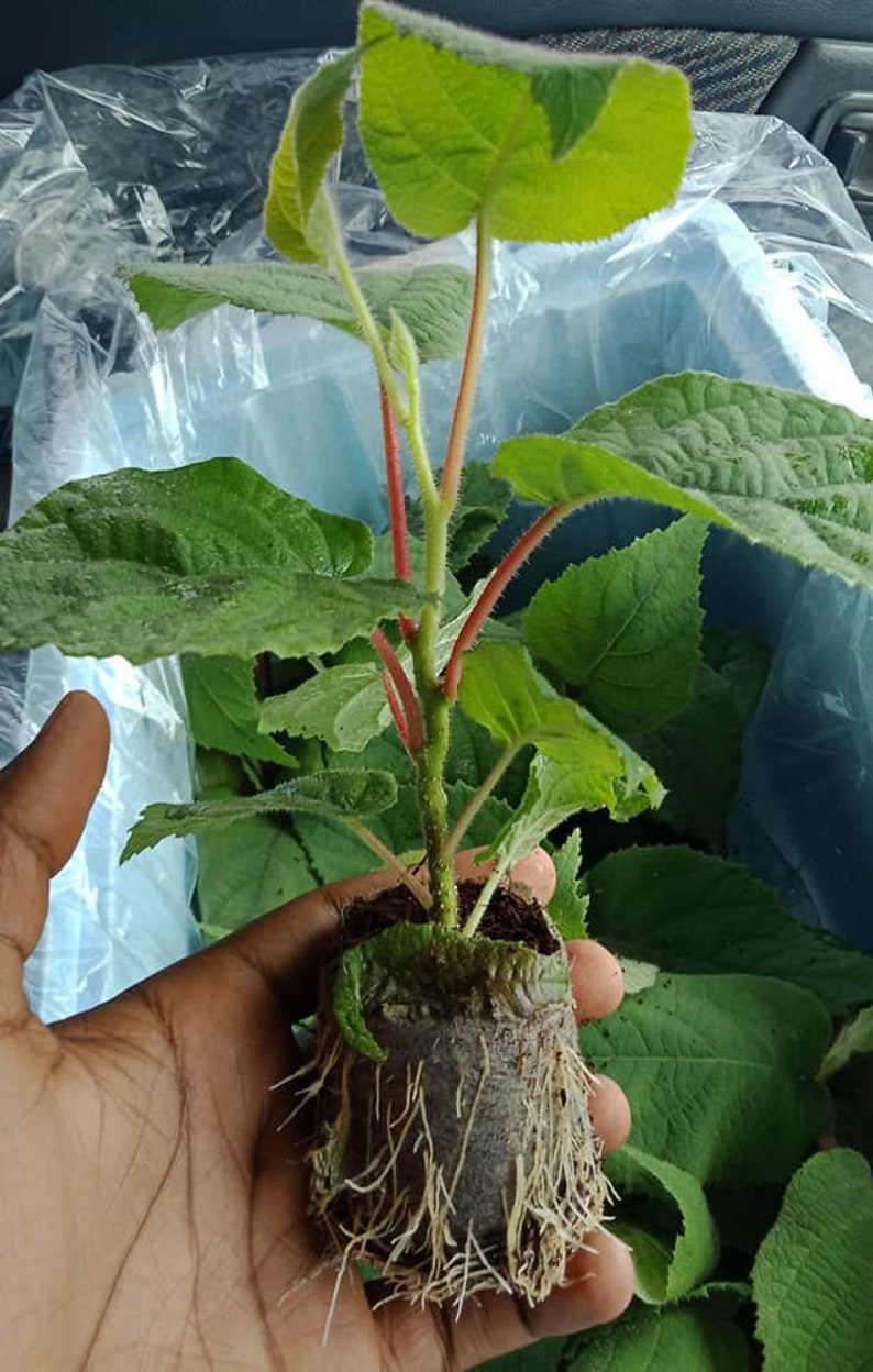 Prolific Kiwi Plant 6 to 8 Inch Sweet Kiwi Live Starter Plant Etsy