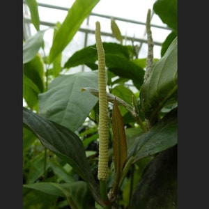 May include: A close-up of a green plant with a long, thin, light green flower stalk. The stalk is covered in small, white hairs.