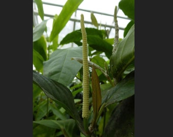 Kava "ISA" Plant 5 to 8 inch Live Starter Plant Very Rare "Piper methysticum" Herb