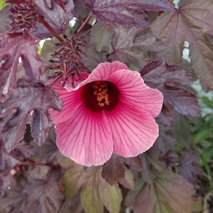 Cranberry Hibiscus 6 to 8 Inch Live Starter Plant &quot;Hibiscus acetosella&quot; Live Plant