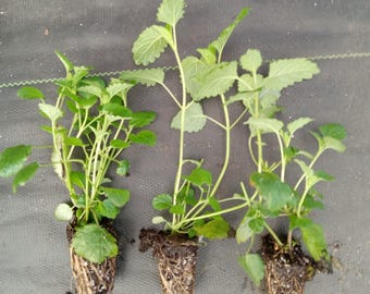 3pc Lemon Balm 4 - 6 Inch Live Starter Plant "Melissa officinalis"