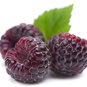 Glen Coe Raspberry 4 to 6 Inch Glencoe "Rubus" Live Starter Sweet Gourmet Fruit Baby Bush