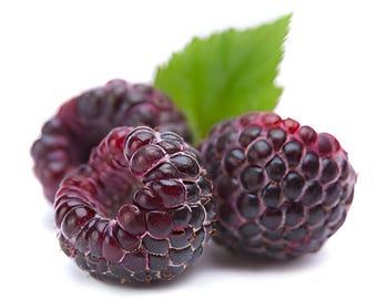 Glen Coe Raspberry 4 to 6 Inch Glencoe "Rubus" Live Starter Sweet Gourmet Fruit Baby Bush