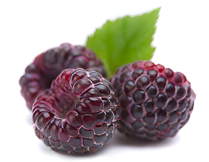 Glen Coe Raspberry 4 to 6 Inch Glencoe "Rubus" Live Starter Sweet Gourmet Fruit Baby Bush image 1