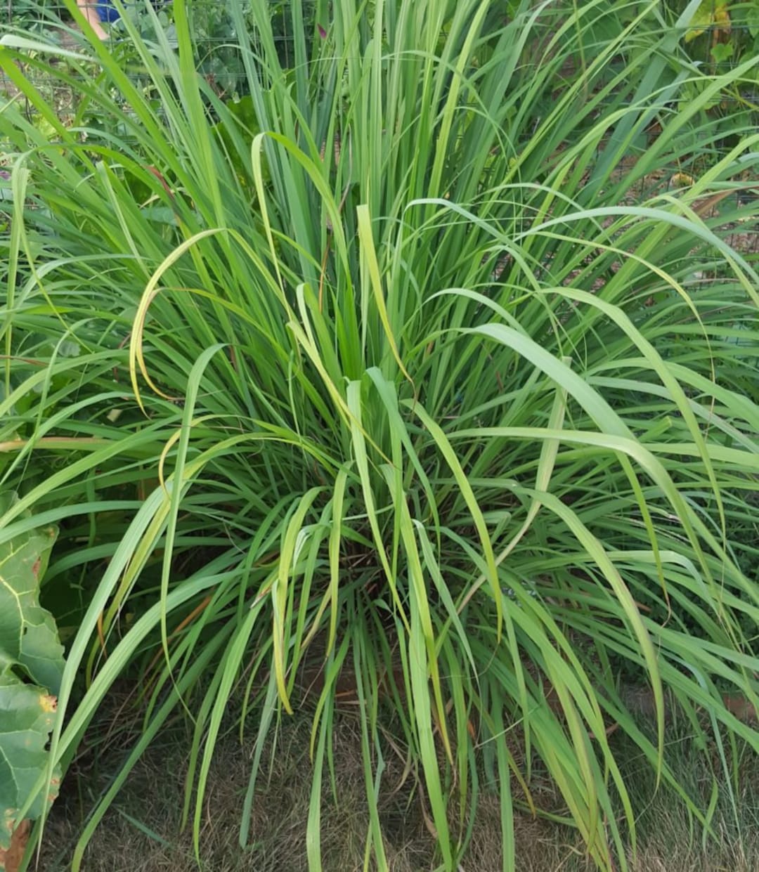 Lemongrass Live Plants - 12 Pack, Each 8-12" Tall, Rooted, Grown Pesticide-Free, Mosquito Repellent Herb