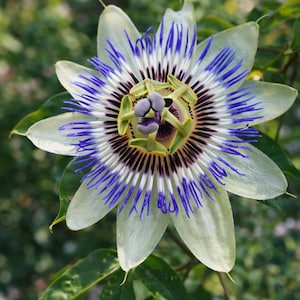 May include: Close-up of a passion flower with white petals, accented by vibrant blue and purple filaments radiating from the center. The flower's core features a dark purple and green design, surrounded by green leaves.
