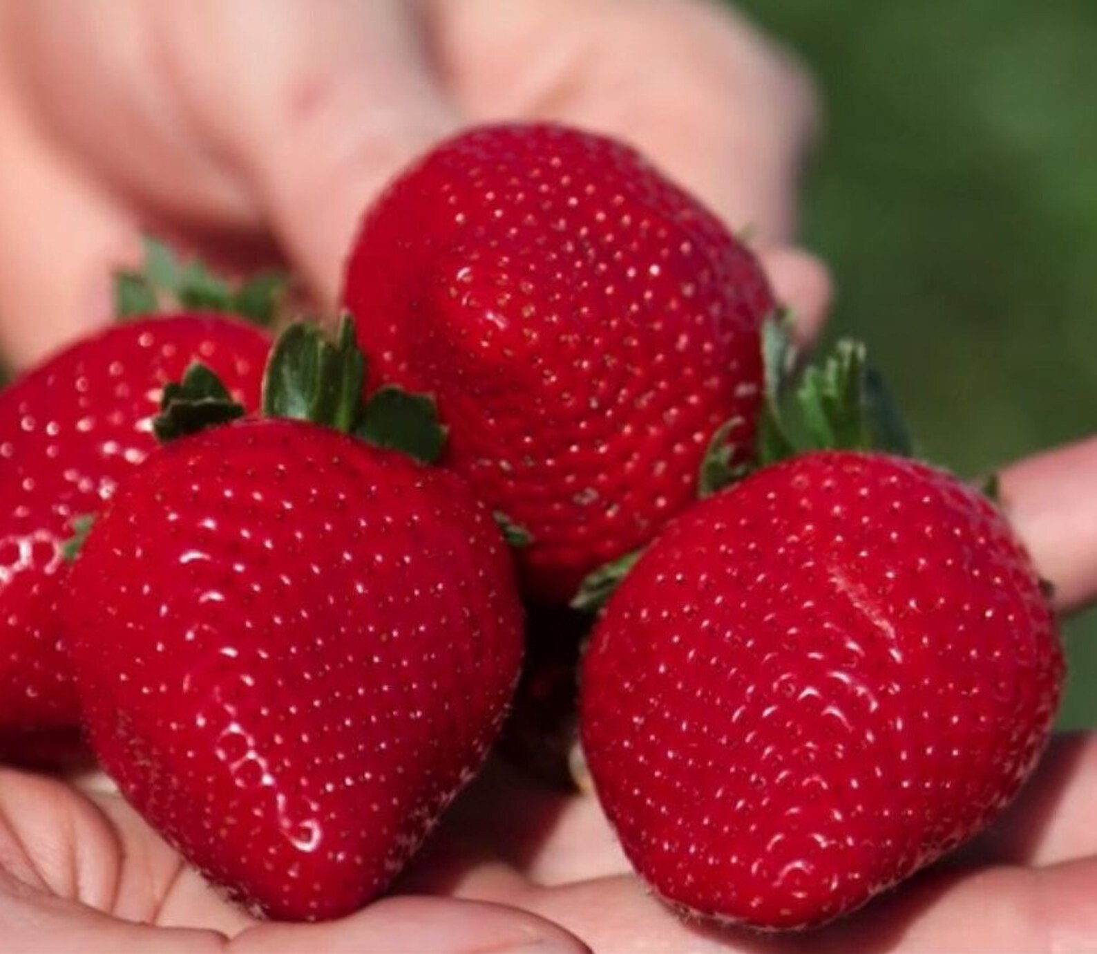 Florida Brilliance Strawberry Plant 6 to 8 Inch Live Starter Etsy