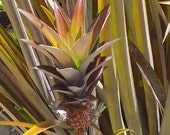Ananas Lucidus 4 to 6 Inch Brazilian Sunset Pineapple Live