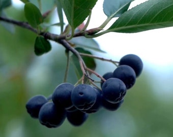 Aronia Melanocarpa Berry 4 to 6 inch Live Starter Plant Black Chokeberry Shrub