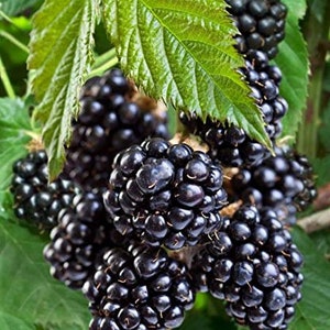 May include: Close-up of a cluster of ripe blackberries, still attached to the plant. The berries are dark purple and have a glossy sheen. The leaves are green and have a rough texture.
