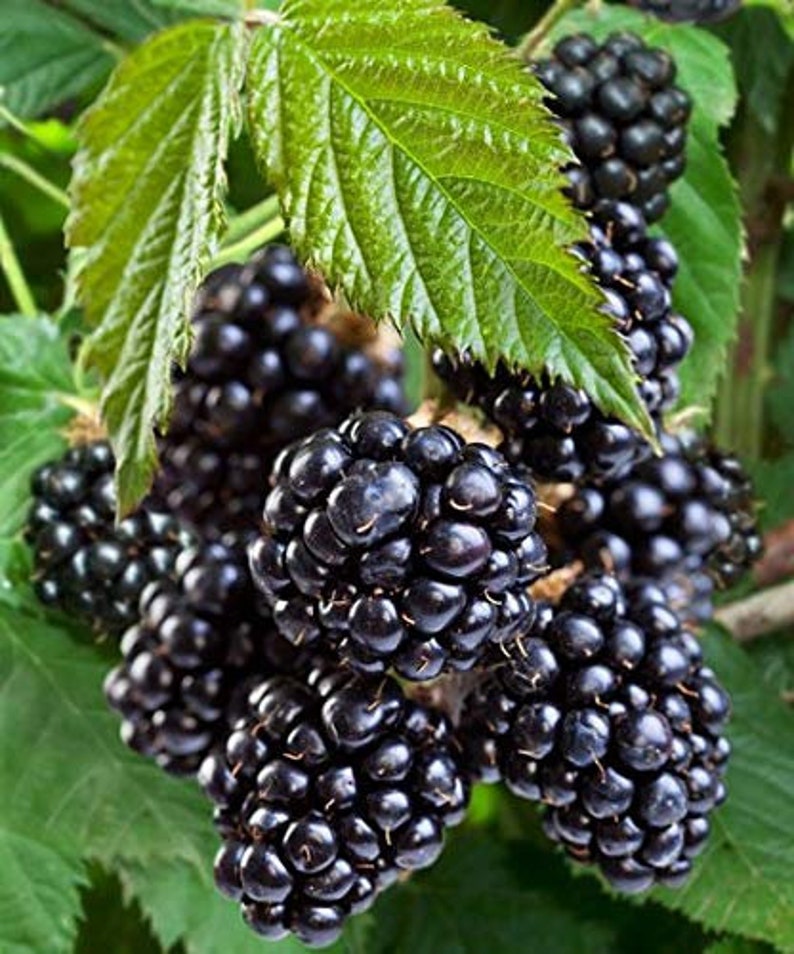 May include: Close-up of a cluster of ripe blackberries, still attached to the plant. The berries are dark purple and have a glossy sheen. The leaves are green and have a rough texture.
