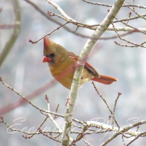 Baby cardinal in winter