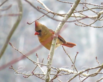 Baby cardinal in winter