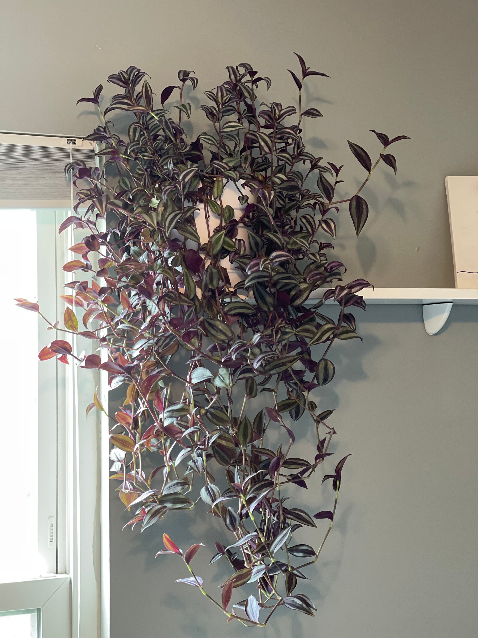 Wandering Jew Plant Cuttings Etsy