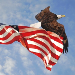 Flight of Freedom Panel David Textiles -  AL-5612-2C-1- C