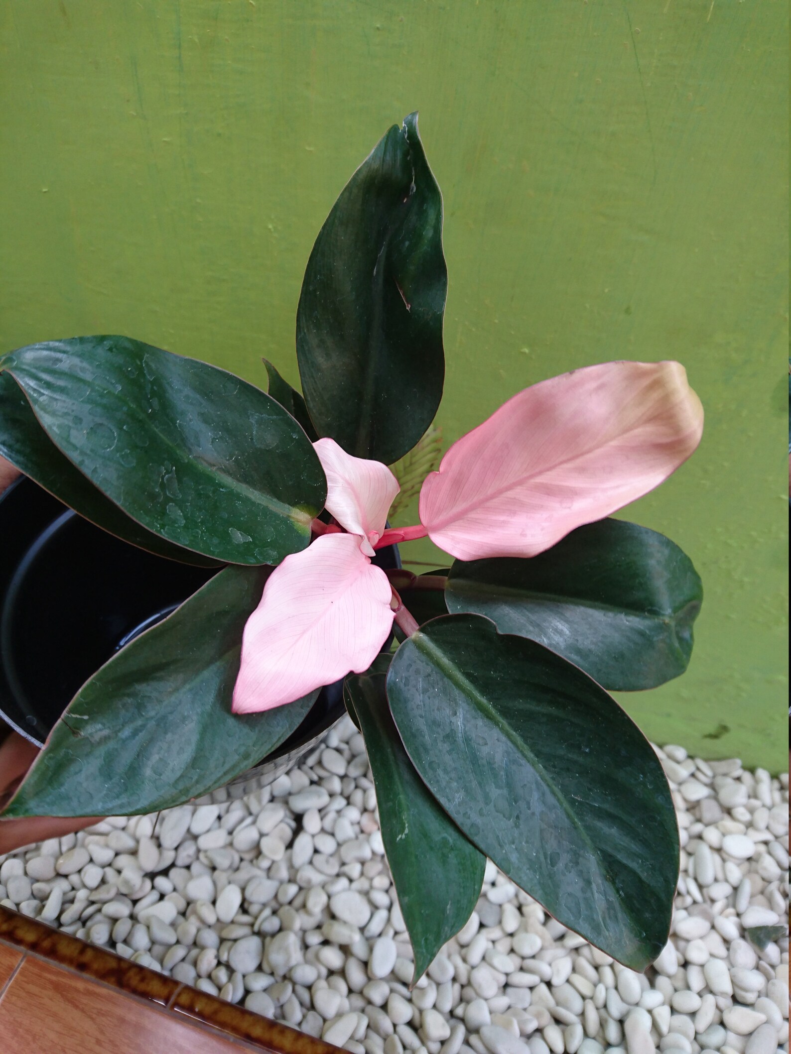 Philodendron Pink Congo Free Phitosanytary | Etsy