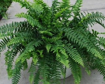 Boston Fern Hanging Etsy Boston Fern Hanging Etsy