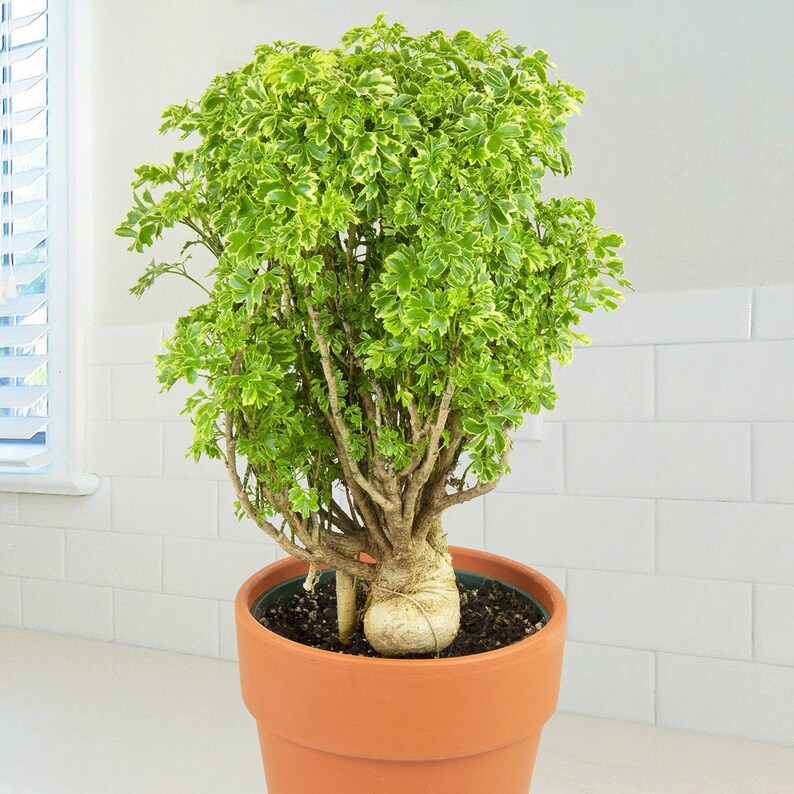 Aralia Ming Gold Bonsai Aralia Parsley 6in Grower Pot Live Etsy