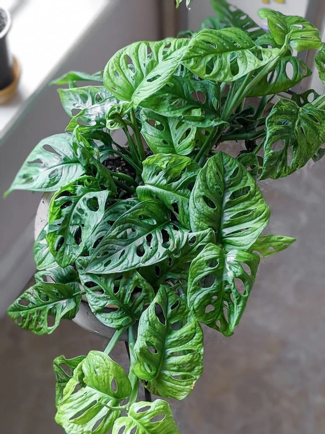 Monstera Adansonii Trellis Swiss cheese Live Plant Air Etsy