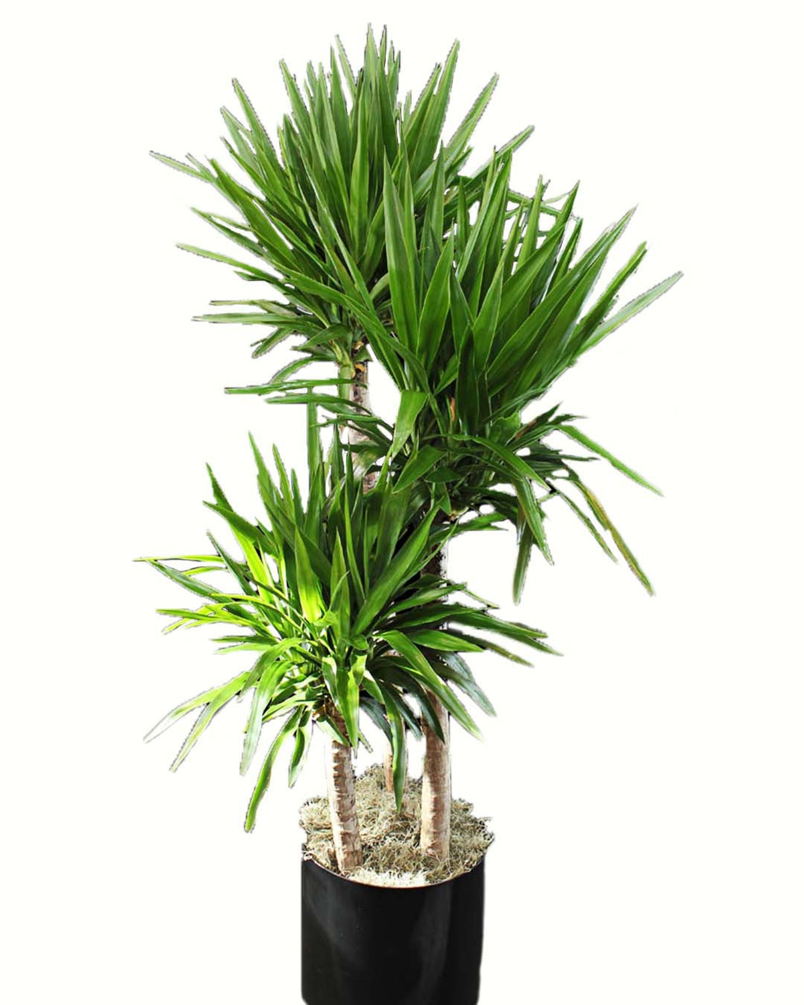 Dracaena Yucca Cane 3 Stem Staggered Yucca Plant Live Plant Etsy