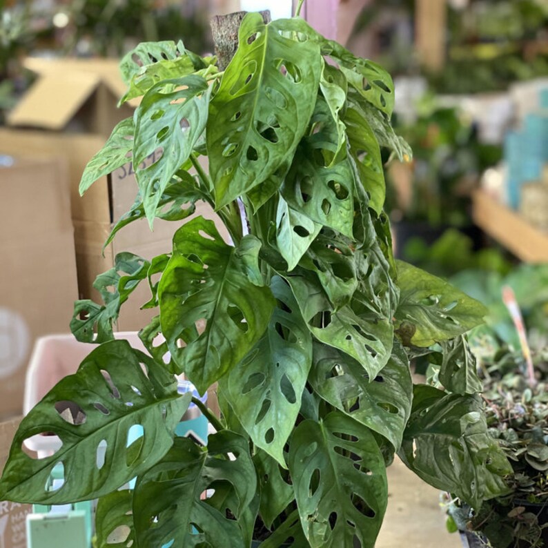 Monstera Adansonii Trellis Swiss cheese Live Plant Air Etsy