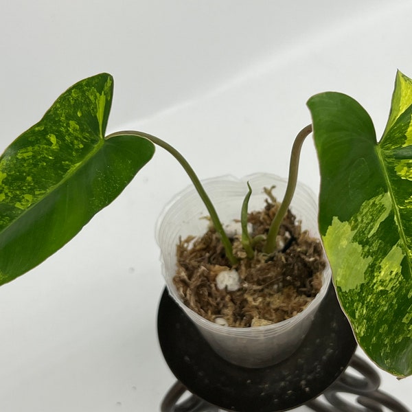 Variegated Burle Marx philodendron  -us seller -licensed nursery